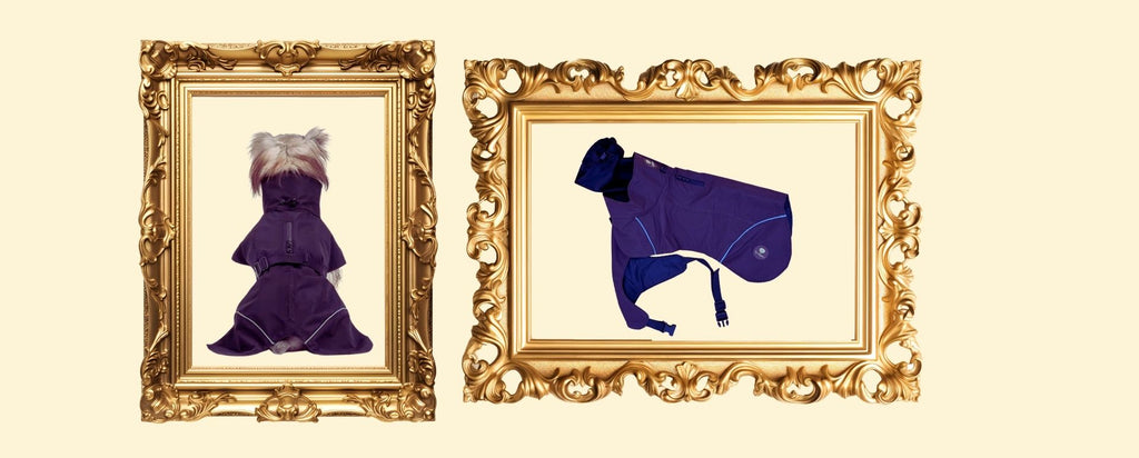 ☔ Why Your Dog Needs a Raincoat (Yes, Really)