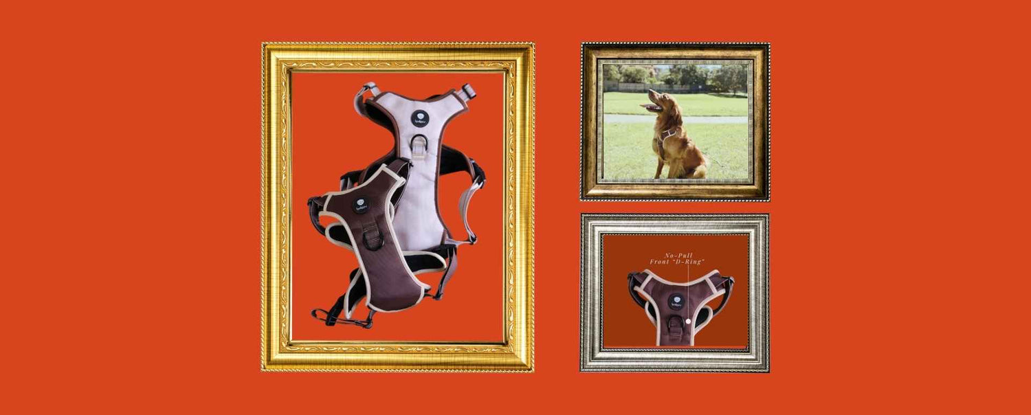 Why a Good Harness is a Game-Changer (For You and Your Dog)