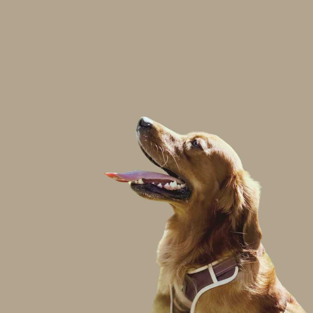 Hooligans Petcare