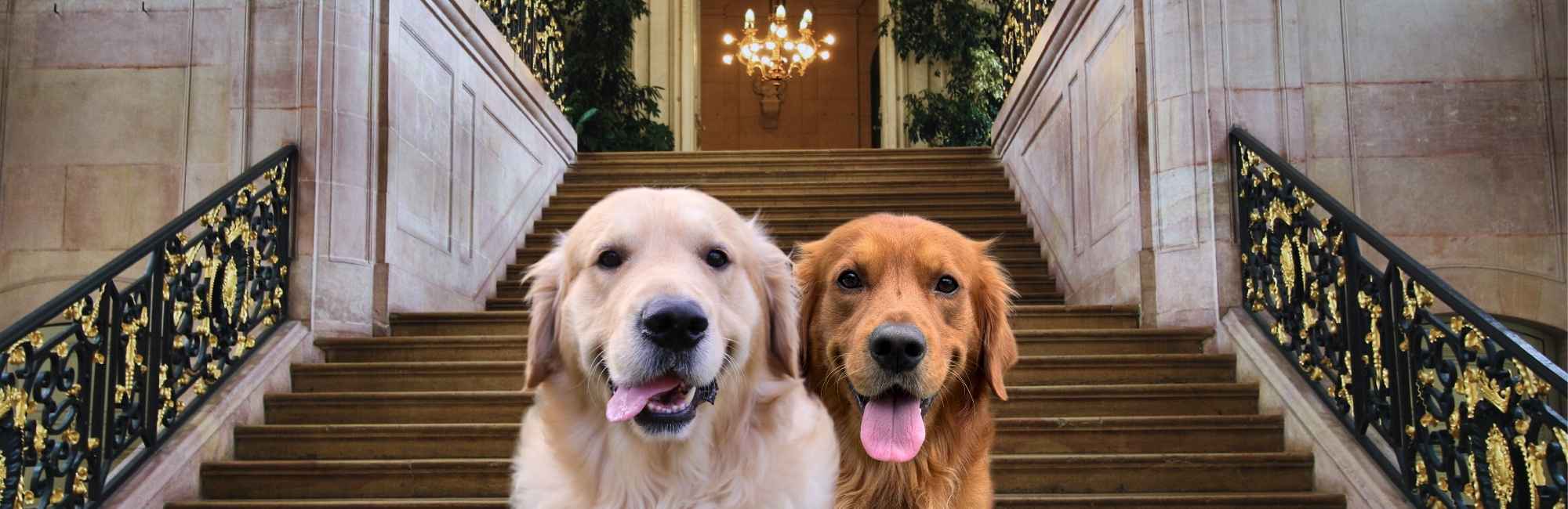 Hooligans Petcare Two Dogs in front of stairs.