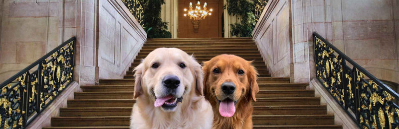Hooligans Petcare Two Dogs in front of stairs.